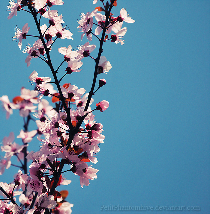 Flor Caeli