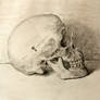Still life skull