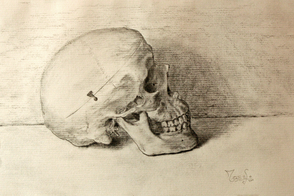 Still life skull