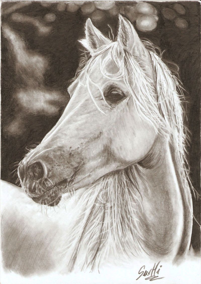 horse in pencil