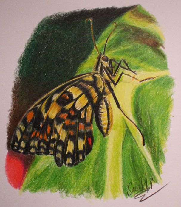 prismacolor butterfly