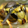 Yellow jacket wasp