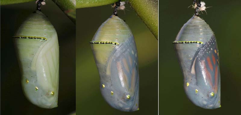 Monarch butterfly chrysalis