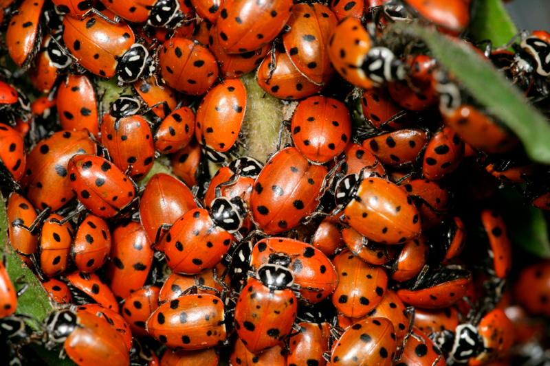 Ladybug Aggregation Ladybug aggregate by segraser on DeviantArt