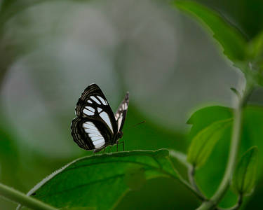 Butterfly in a soft setting