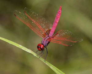 Dragonfly Defensive Posture