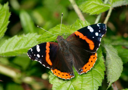 Red Admiral - dorsal view