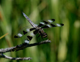 Twelve-Spotted Skimmer Dragonfly