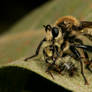 Bee Hunter Robberfly with bee prey 1