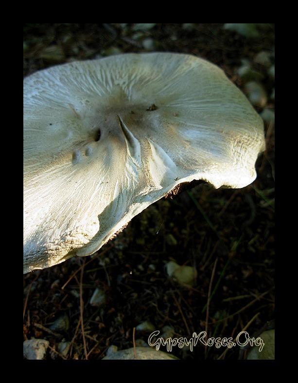 Mushroom at Dusk