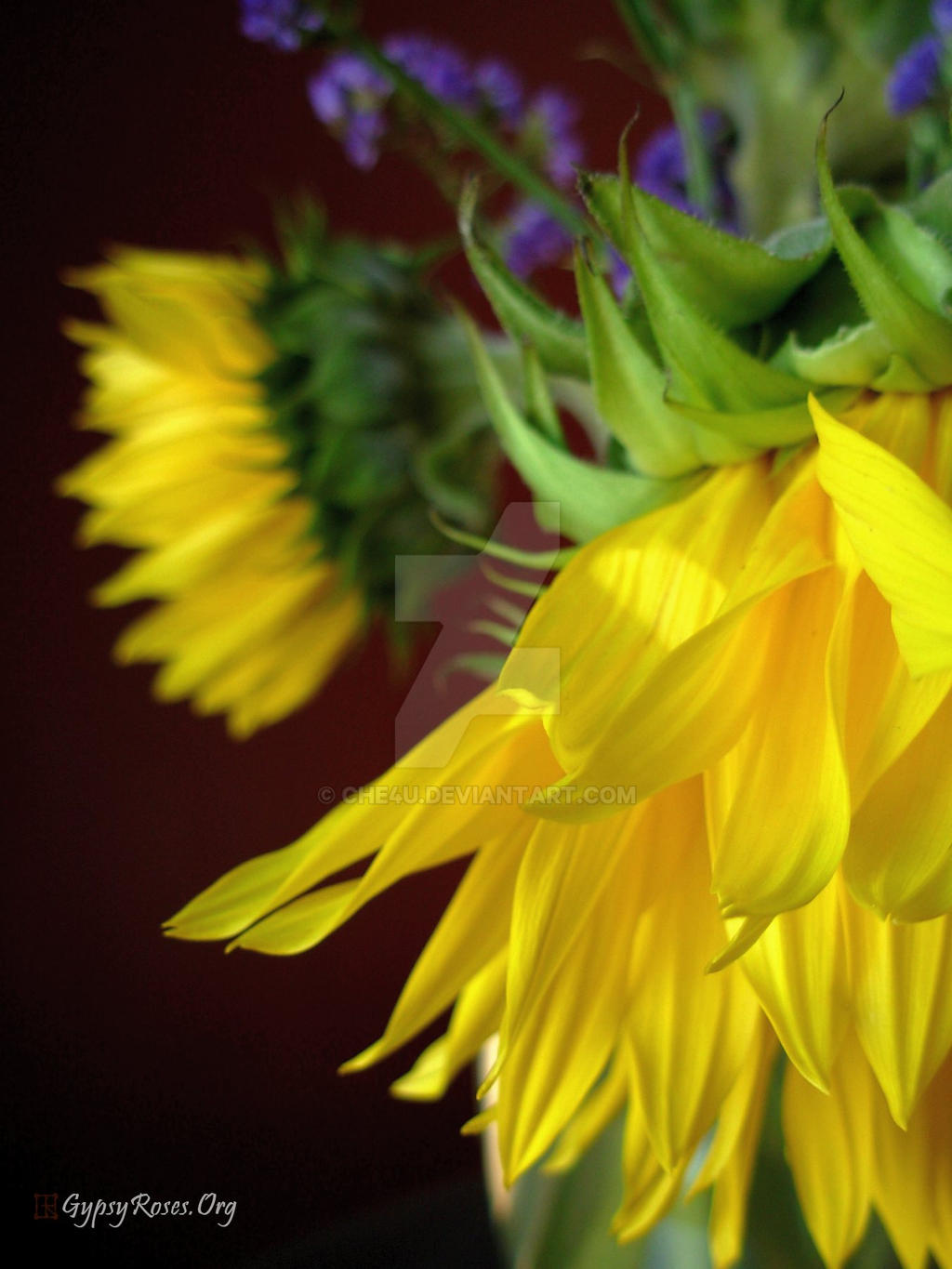 The Gift of Sunflowers