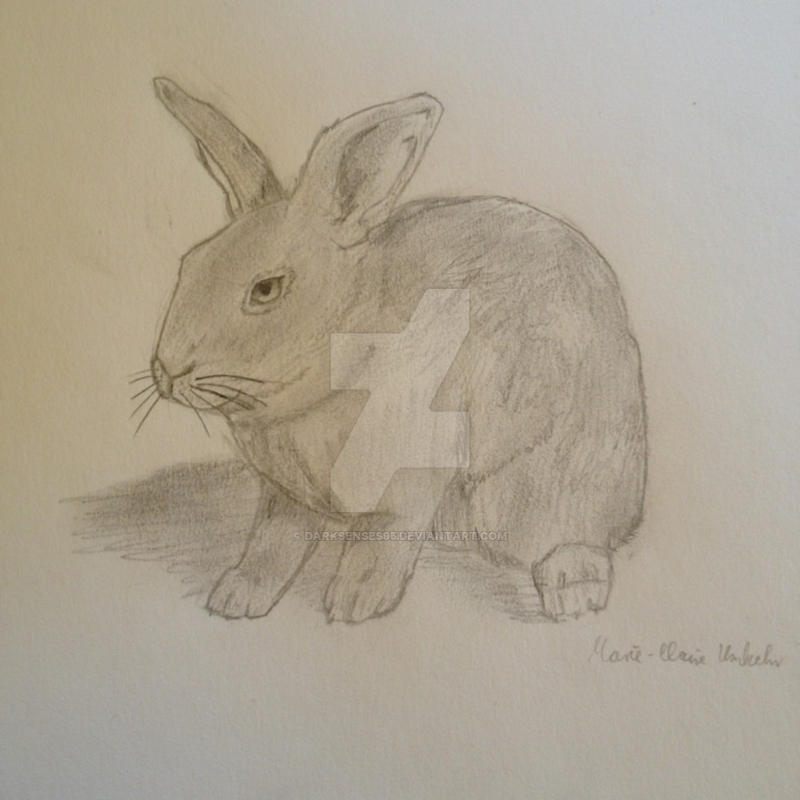 Rotting Rabbit Drawing Rabbit Drawing by DarkSenses95 on DeviantArt
