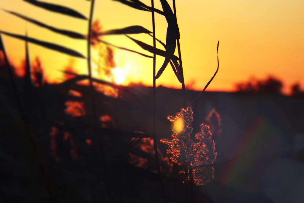 Plant at Sunset in Iraq