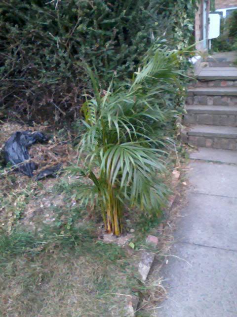 Garden Palm Tree