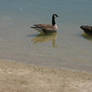 Ducks in Water