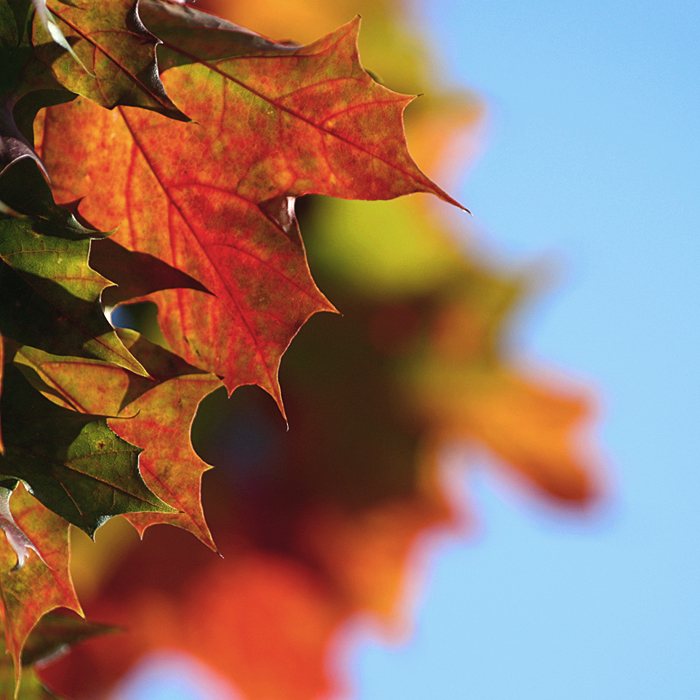 foliage