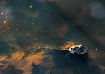 bathing toad