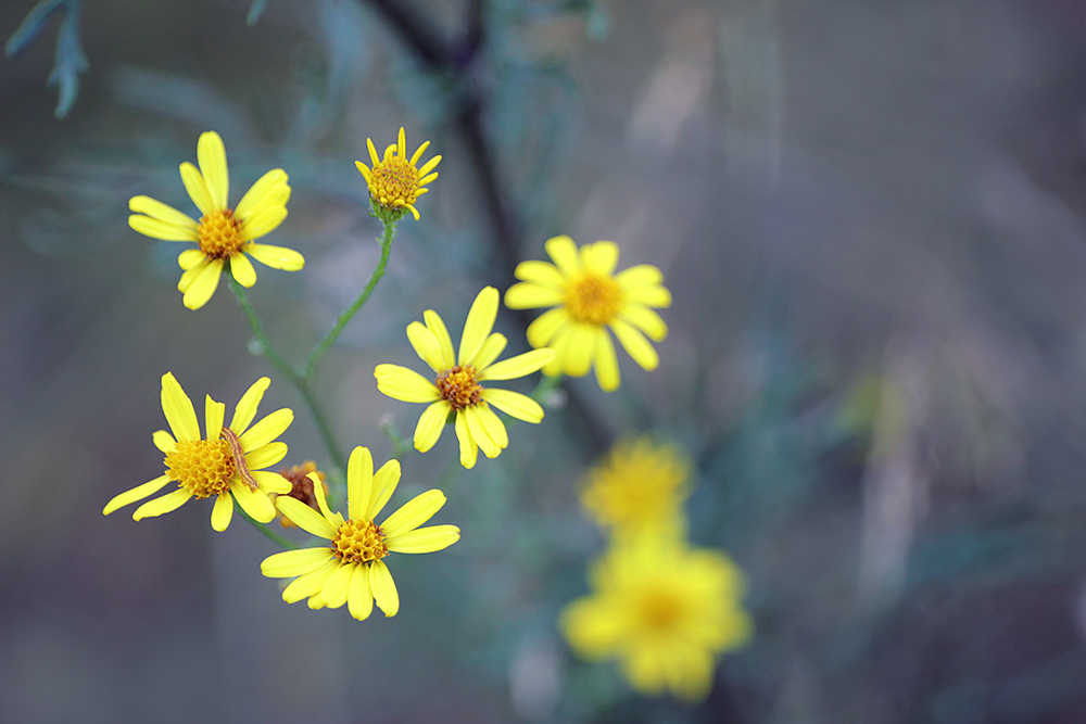 yellow daisy