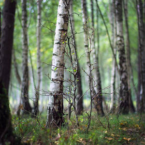 birches by tsigane