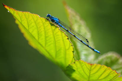 blue featherleg