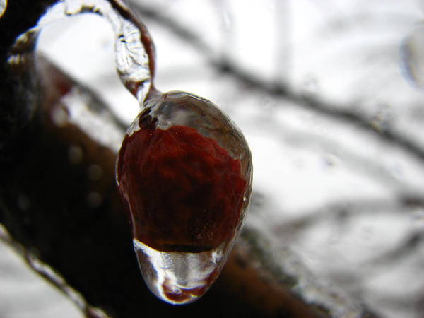 Cherry on Ice by wickedundertaker on DeviantArt