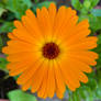 Calendula Officinalis