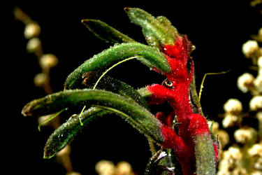 Kangaroo Paw