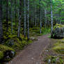 Mossy Forest