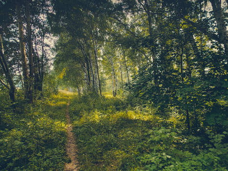 In the august forest