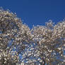 Cherry Blossoms in DC