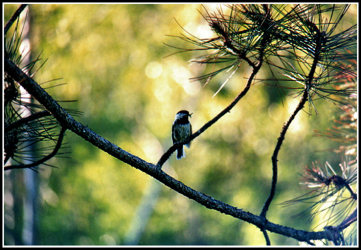 Lonely Sparrow