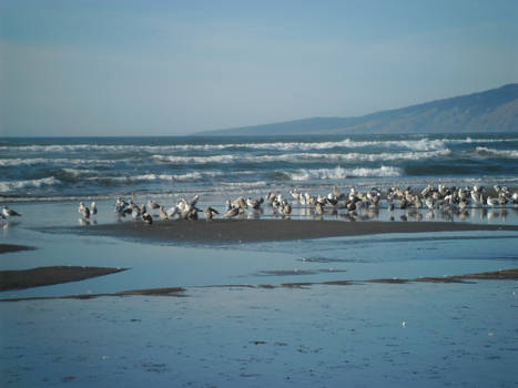 happy birds