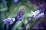 Flower Purple 3 by SHiNiNGSTARS3