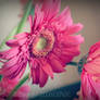 Pink Gerbera 9