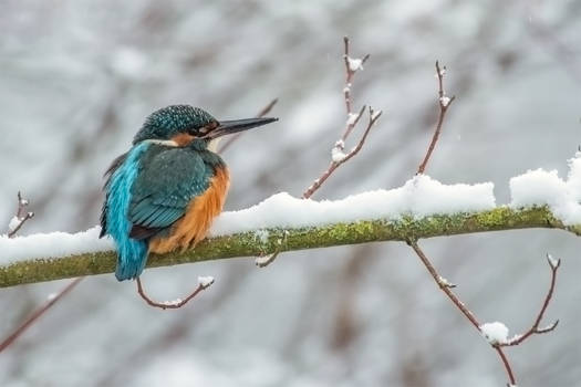 Kingfisher