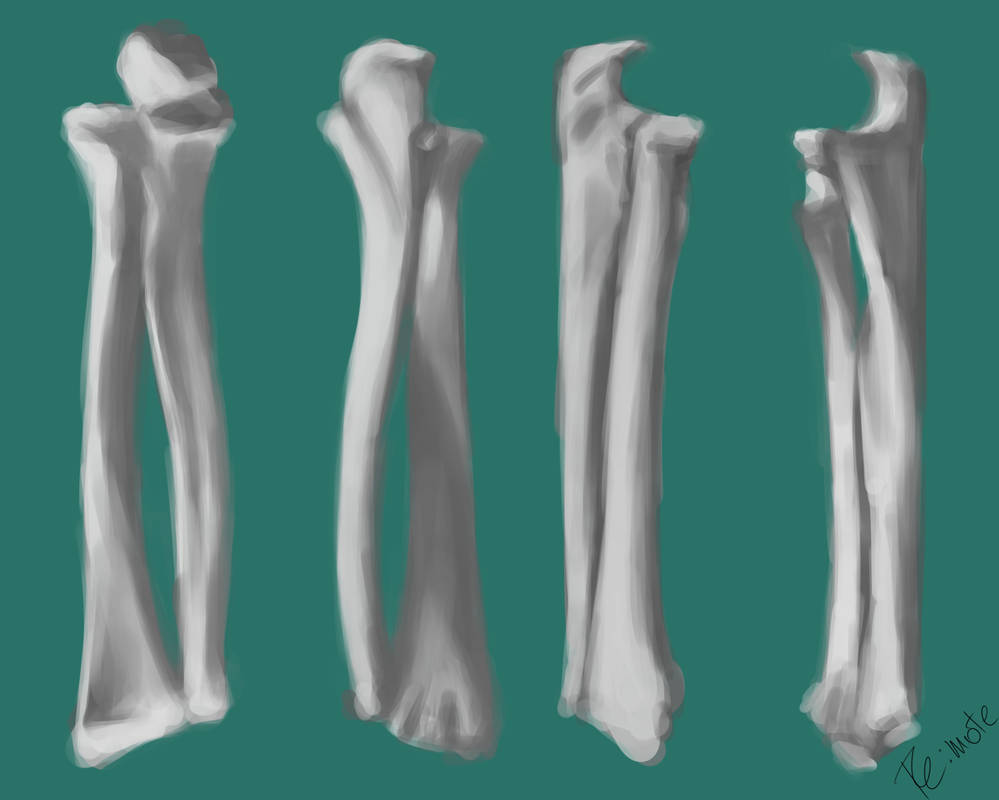 ulna and radius study by remote333 on DeviantArt