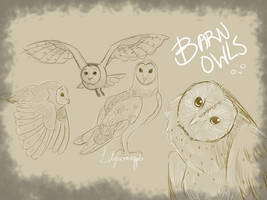 Barn Owl Study