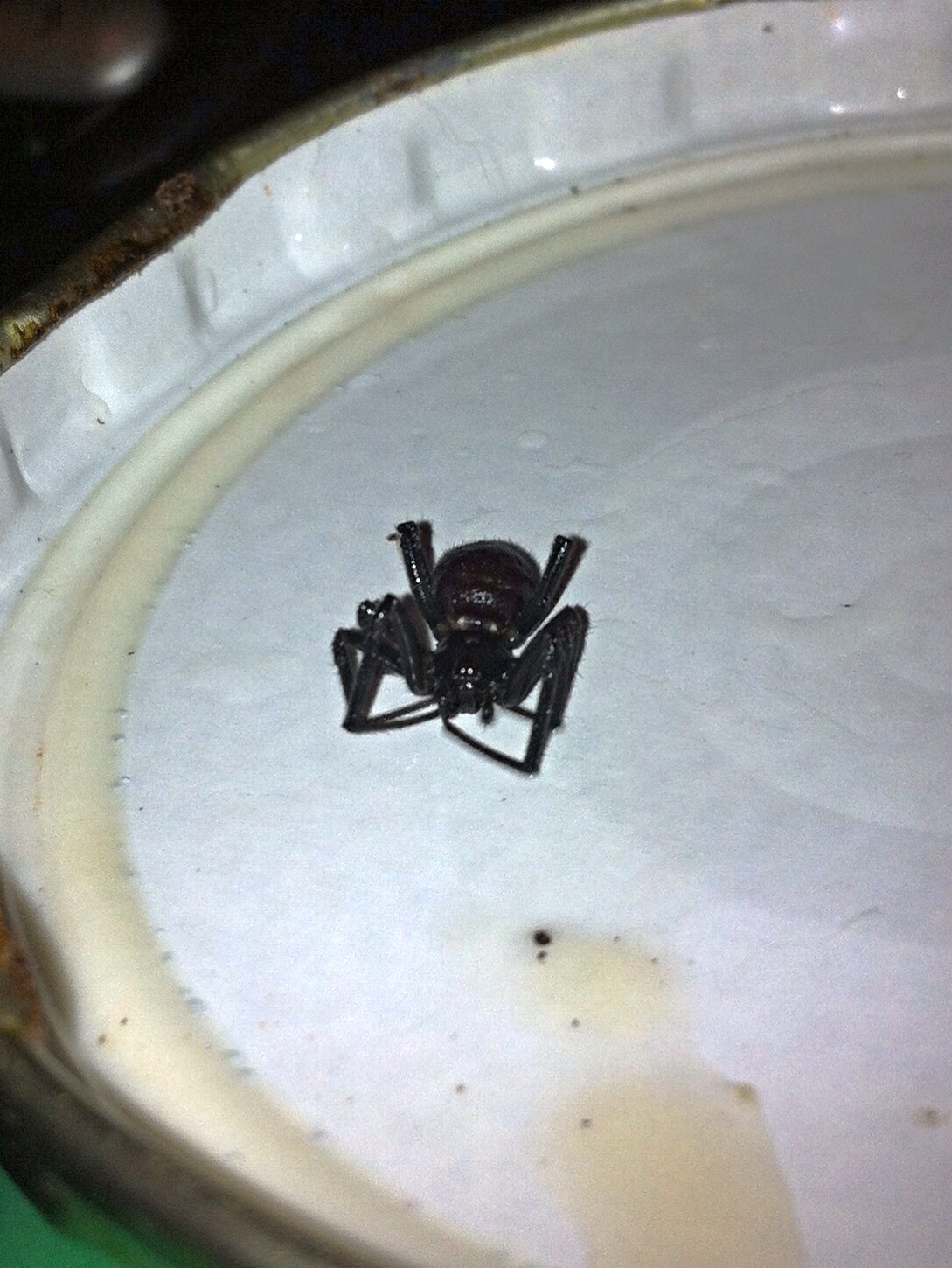 False Black Widow