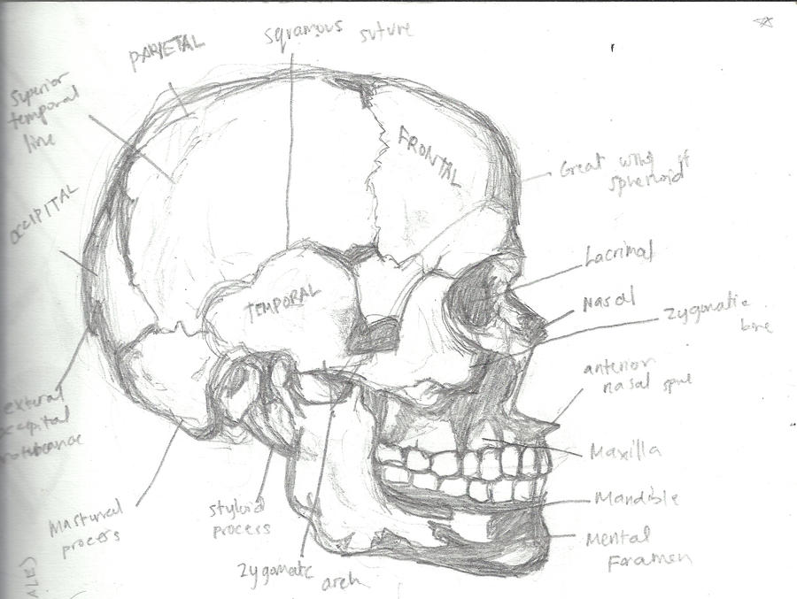 Anatomy Sketch Skull By Ggok Du Shae On DeviantArt anatomy-sketch-skull-by-ggok-du-shae-on-deviantart