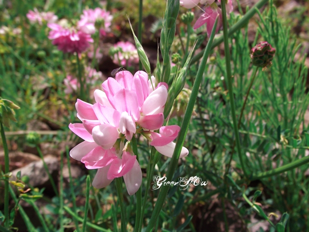 pretty pink