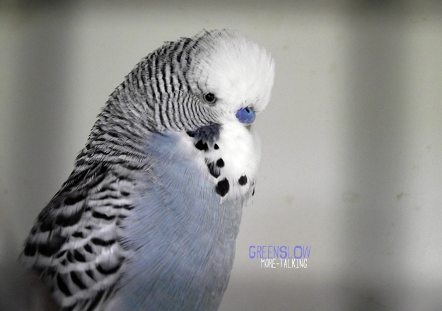 Blue, Black n white parrot