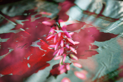 Grandma's flowers