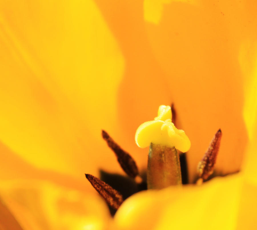 Spring colorful series yellow tulip