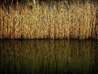 Reeds