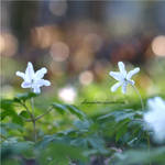 wood anemone by glowingkitten