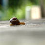 Snail