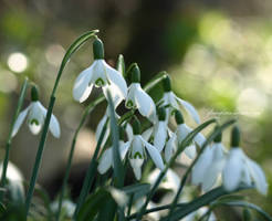 Snowdrop no. 2