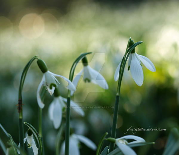 Snowdrops no. 3