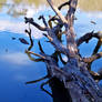 Watery Tree Trunk