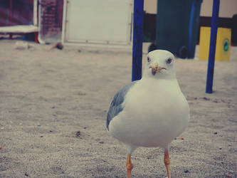 White seagull